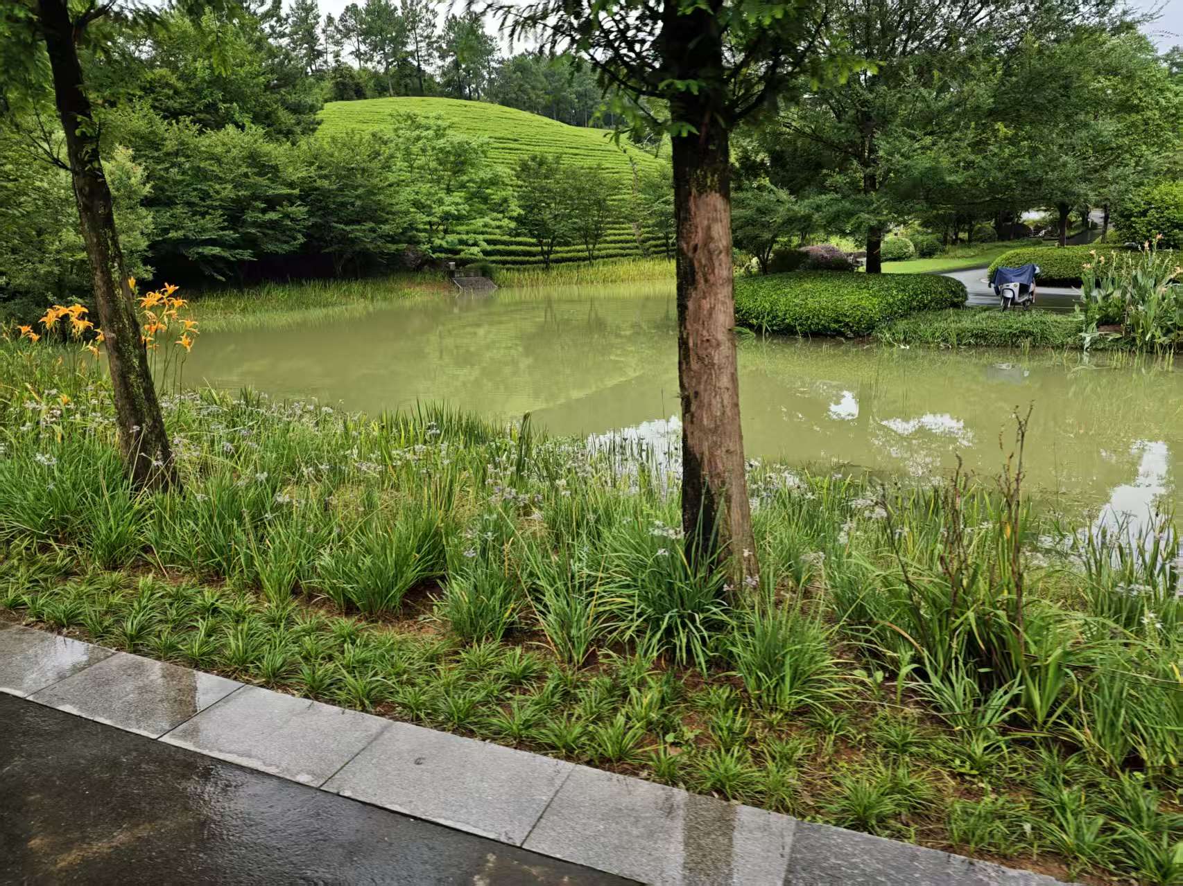 池塘岸边的树木、草丛与石铺步道
