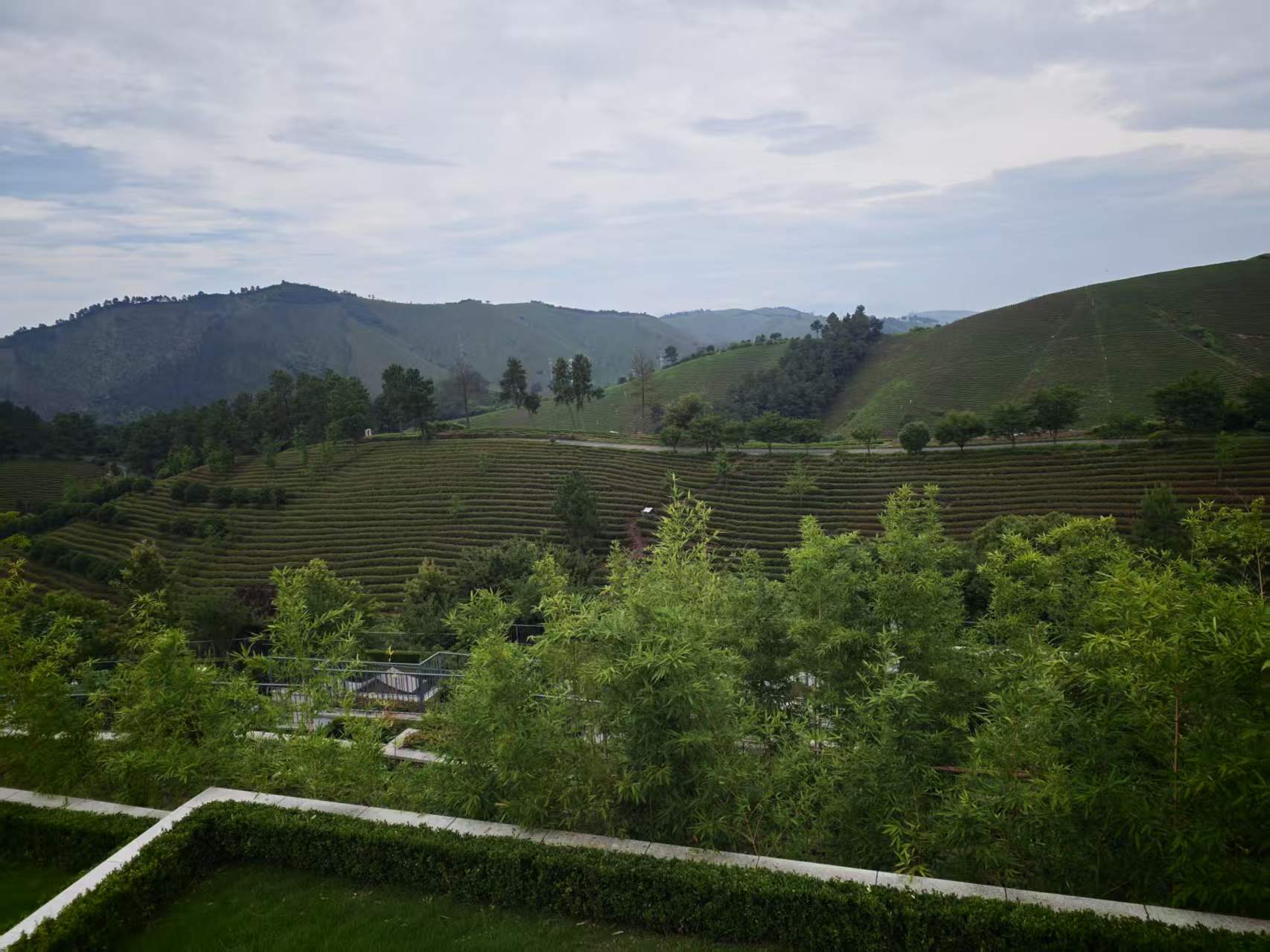 从绿篱平台望向茶坡与远山