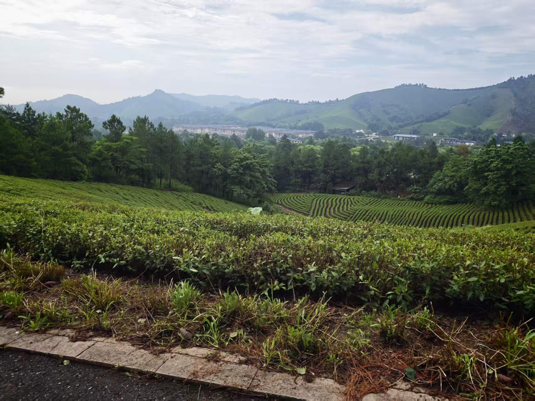 茶坡、远山与山脚树林