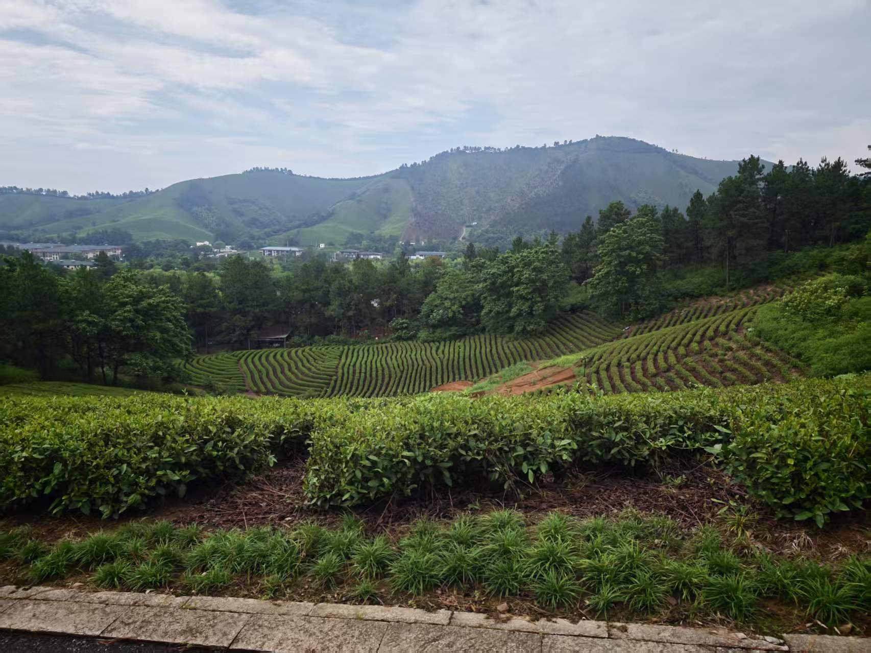 茶坡、远山与山脚树林