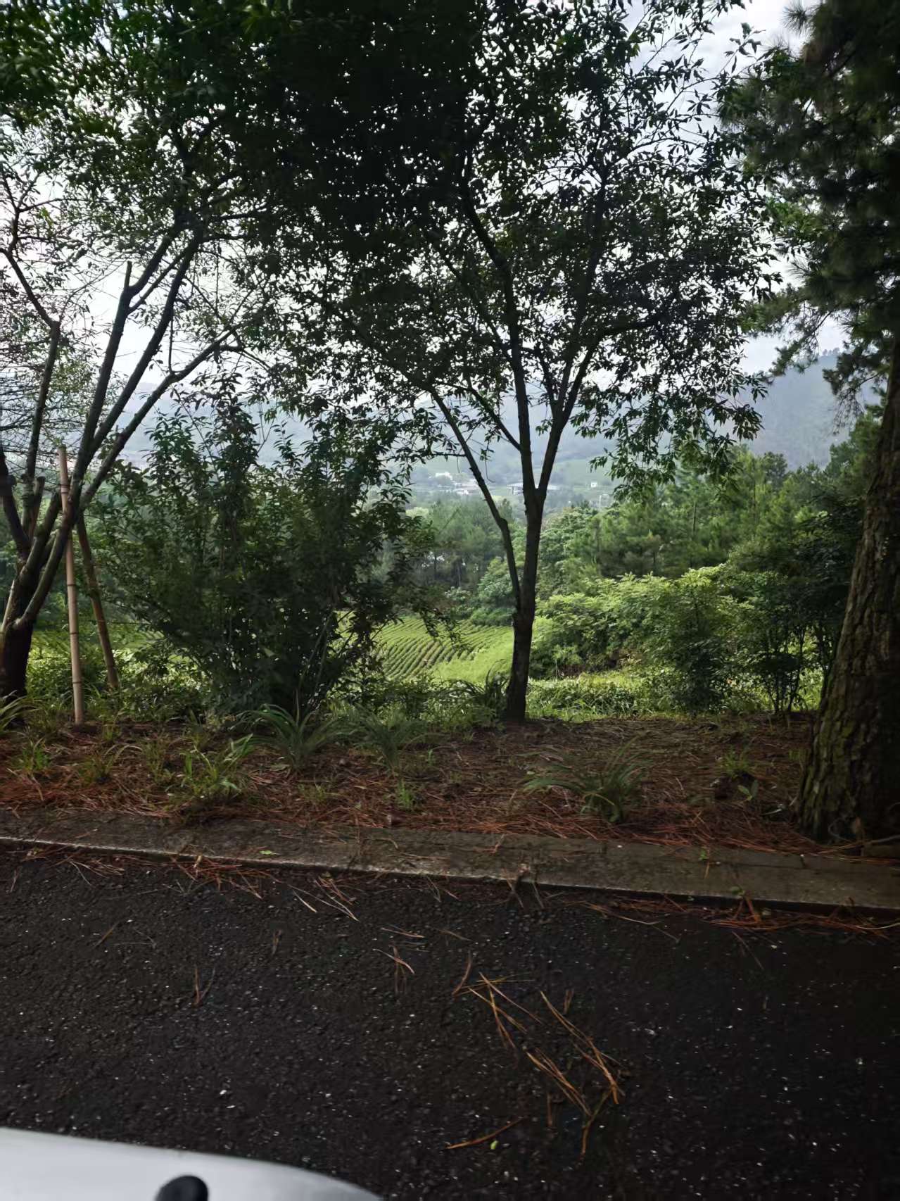 犀牛饮水风水墓地：在安吉龙山源，山水与心意如何对应